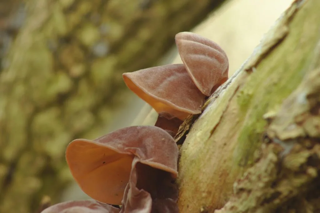 judas ear, jews ear, wood ear, fungus, log, nature, tree, elder, bark